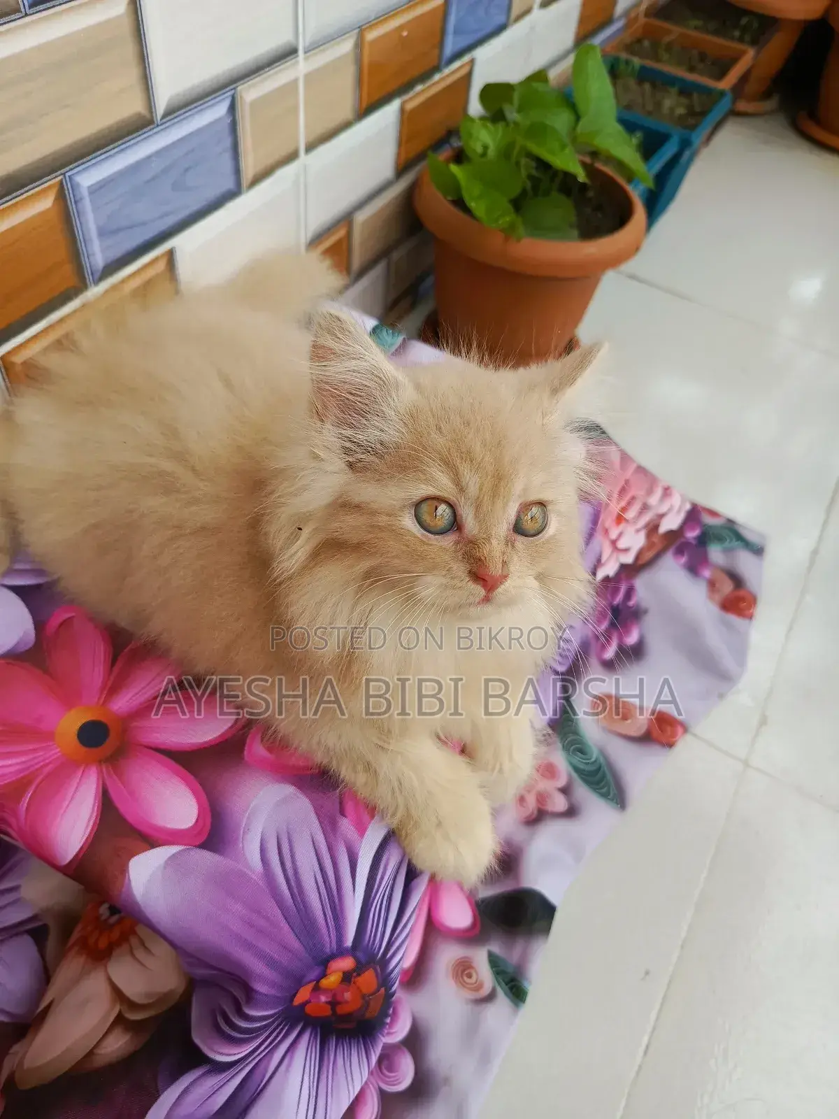 ১-৩ মাসের ফিমেল পিওর পার্সিয়ান
