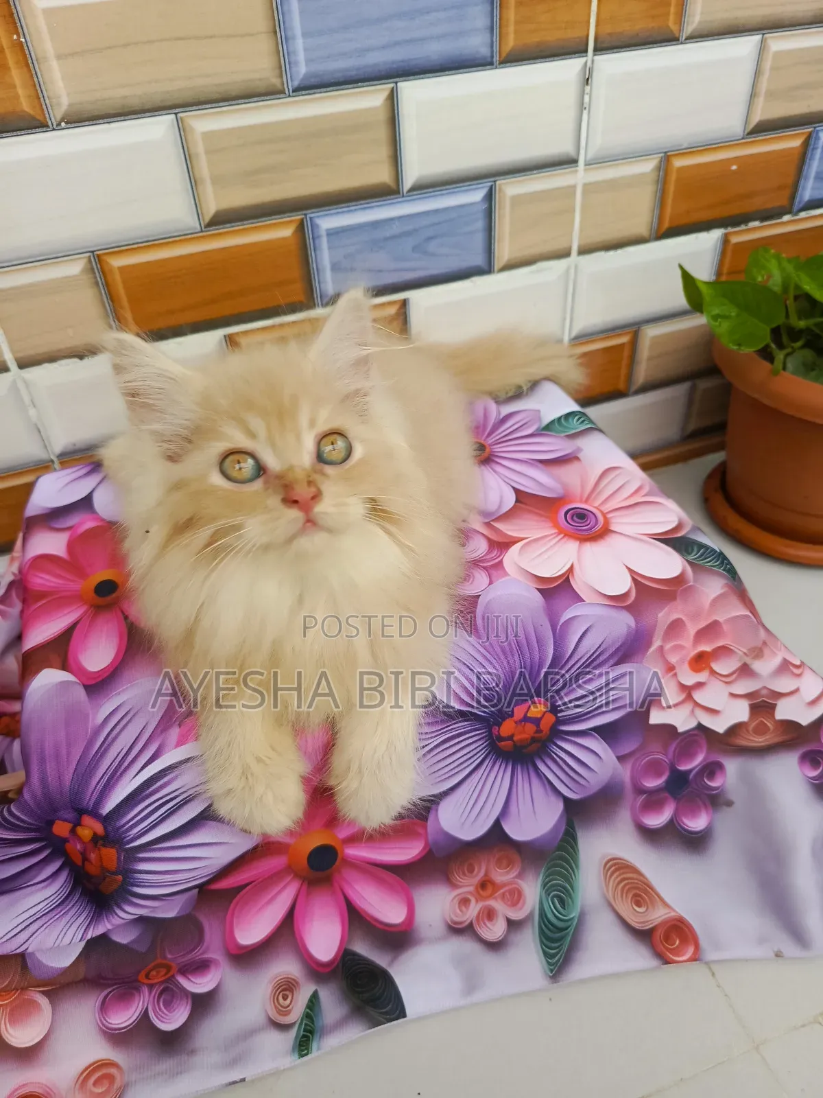 1-3 Months Female Purebred Persian