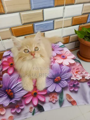1-3 Months Female Purebred Persian