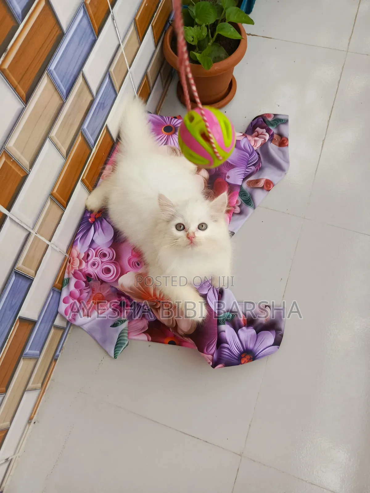 1-3 Months Female Purebred Persian