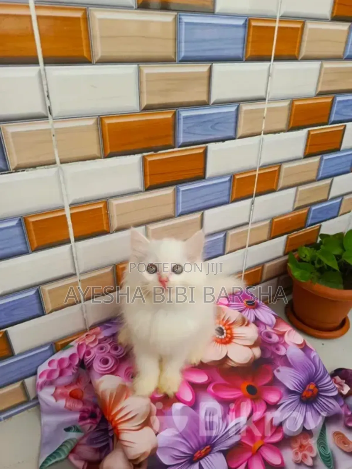 1-3 Months Female Purebred Persian