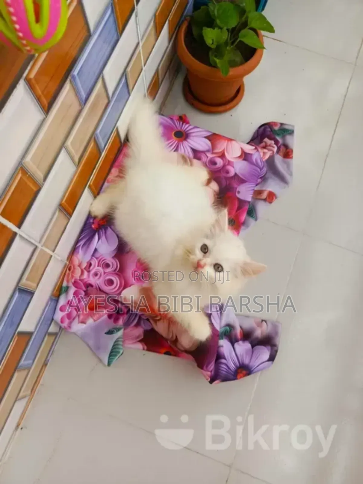 1-3 Months Female Purebred Persian