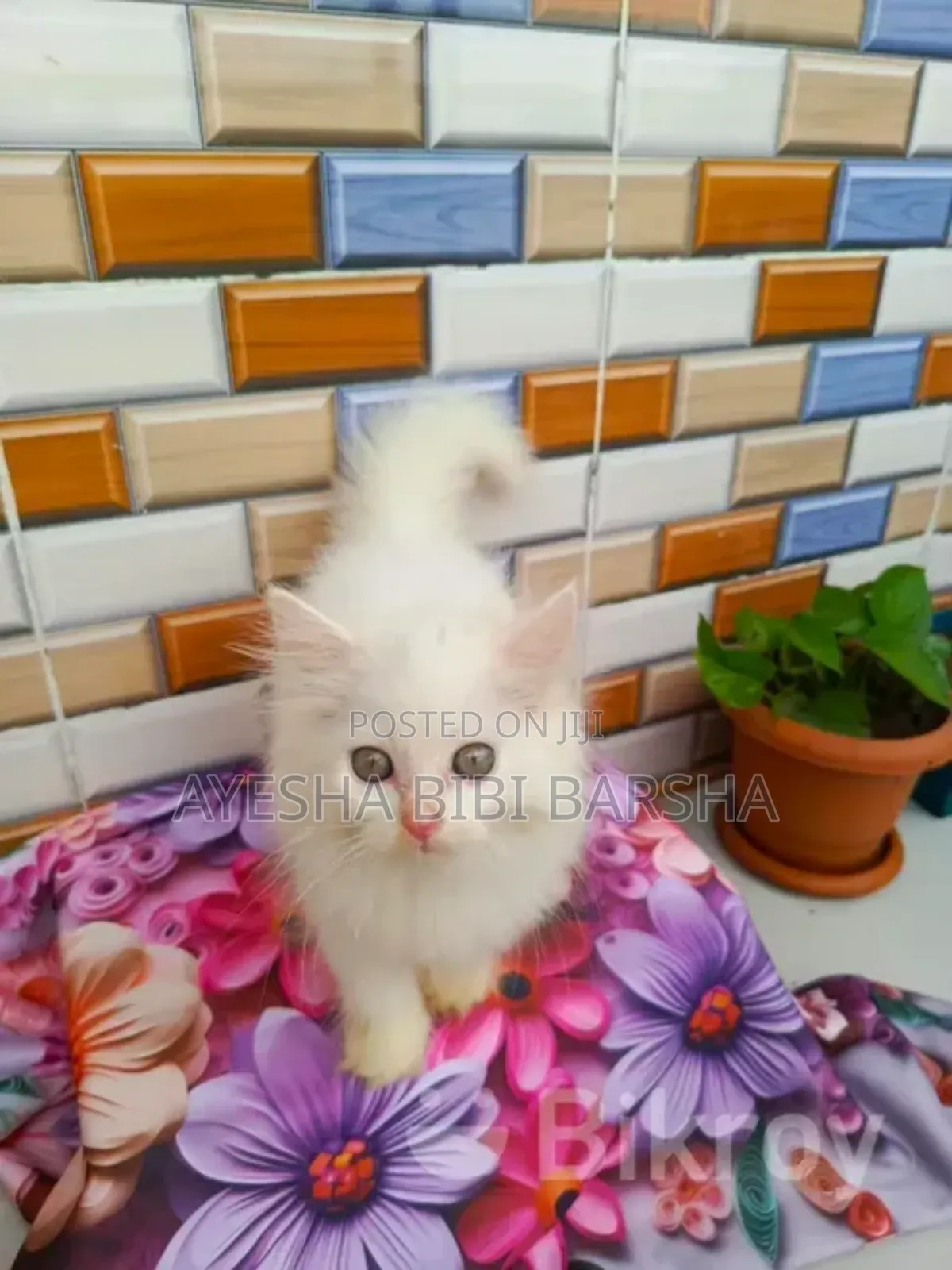 1-3 Months Female Purebred Persian