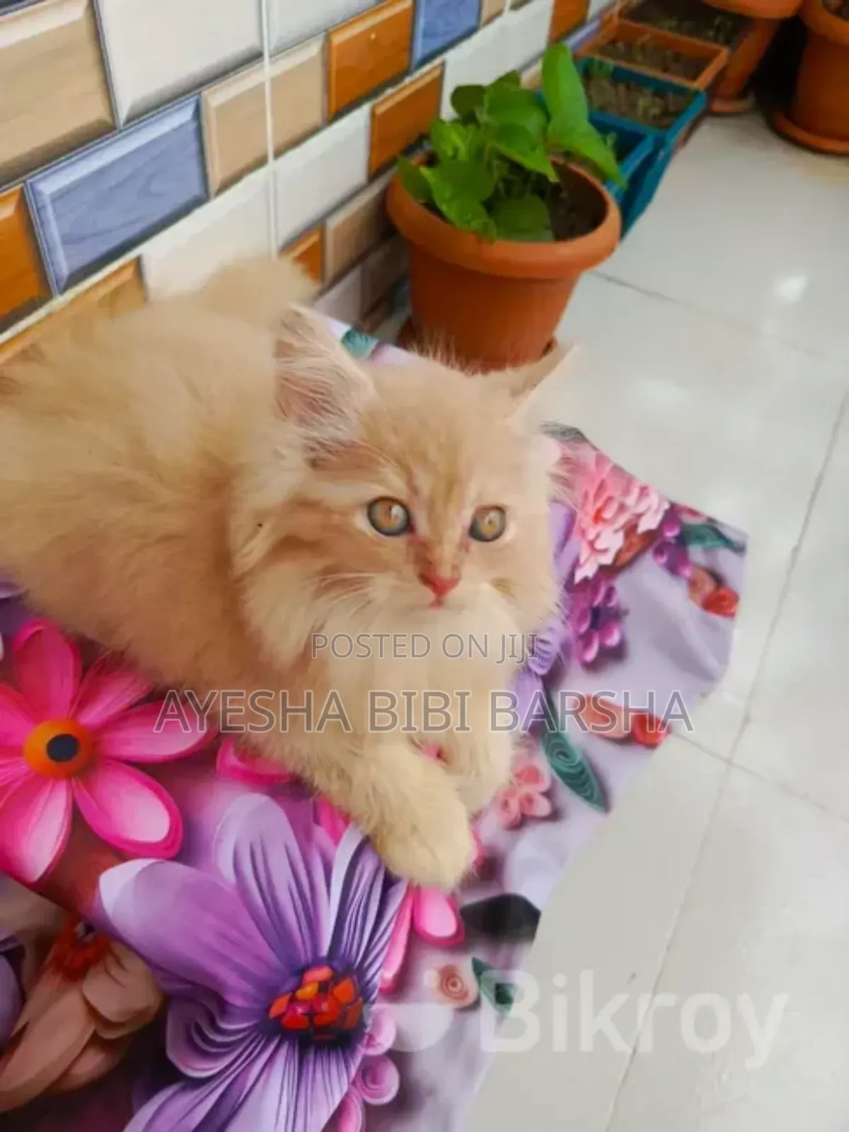 1-3 Months Female Purebred Persian