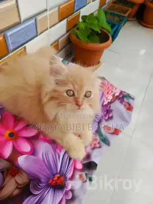 ১-৩ মাসের ফিমেল পিওর পার্সিয়ান