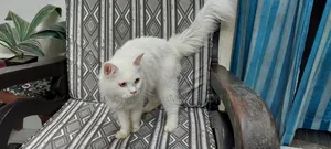 Photo - 6-12 Months Male Purebred Persian