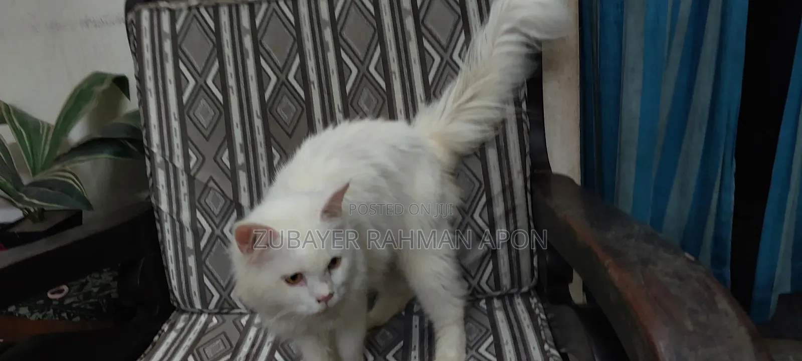 6-12 Months Male Purebred Persian