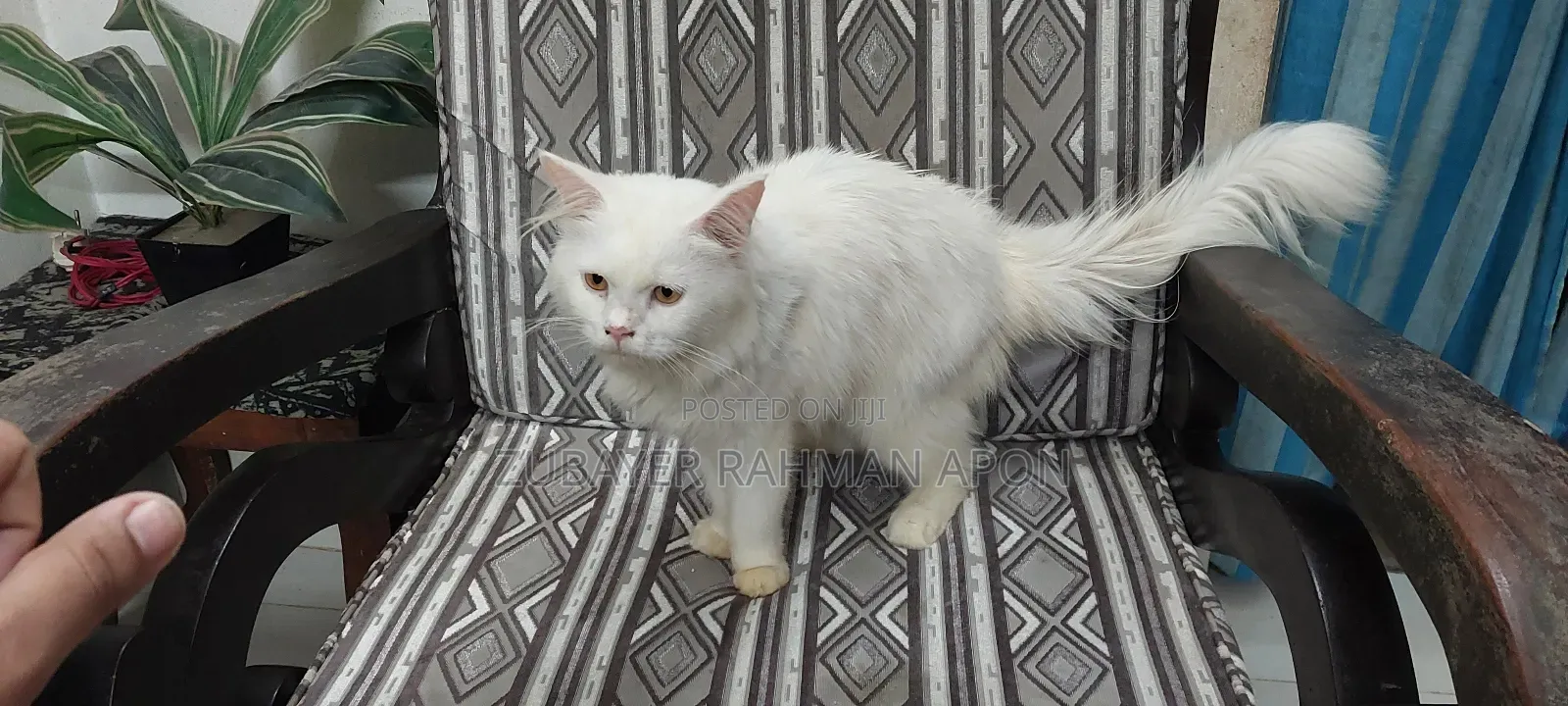 6-12 Months Male Purebred Persian