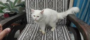 6-12 Months Male Purebred Persian