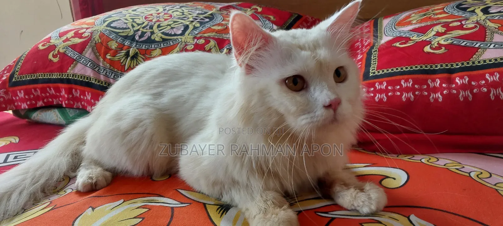 6-12 Months Male Purebred Persian