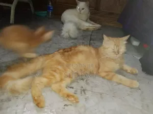 Photo - 3-6 Months Male Mixed Breed Persian