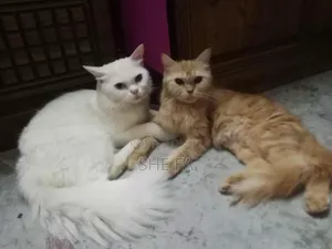 3-6 Months Male Mixed Breed Persian