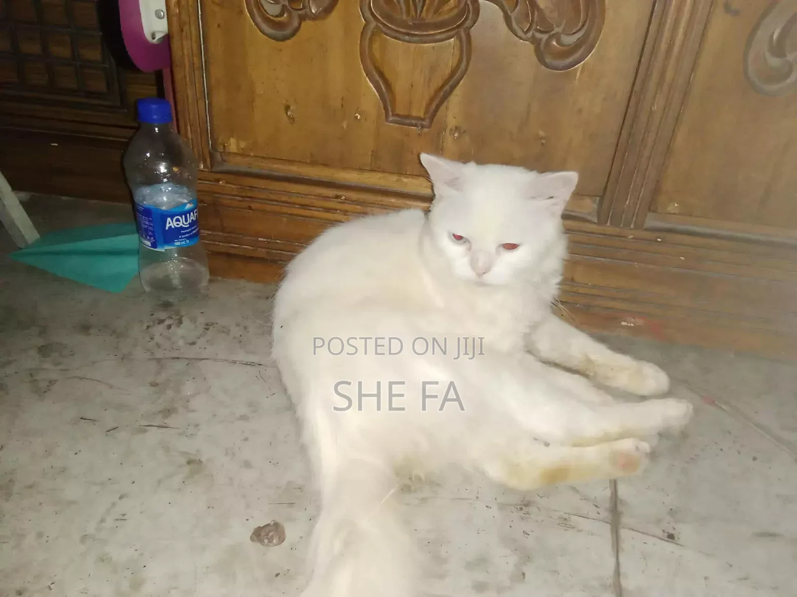 3-6 Months Male Mixed Breed Persian