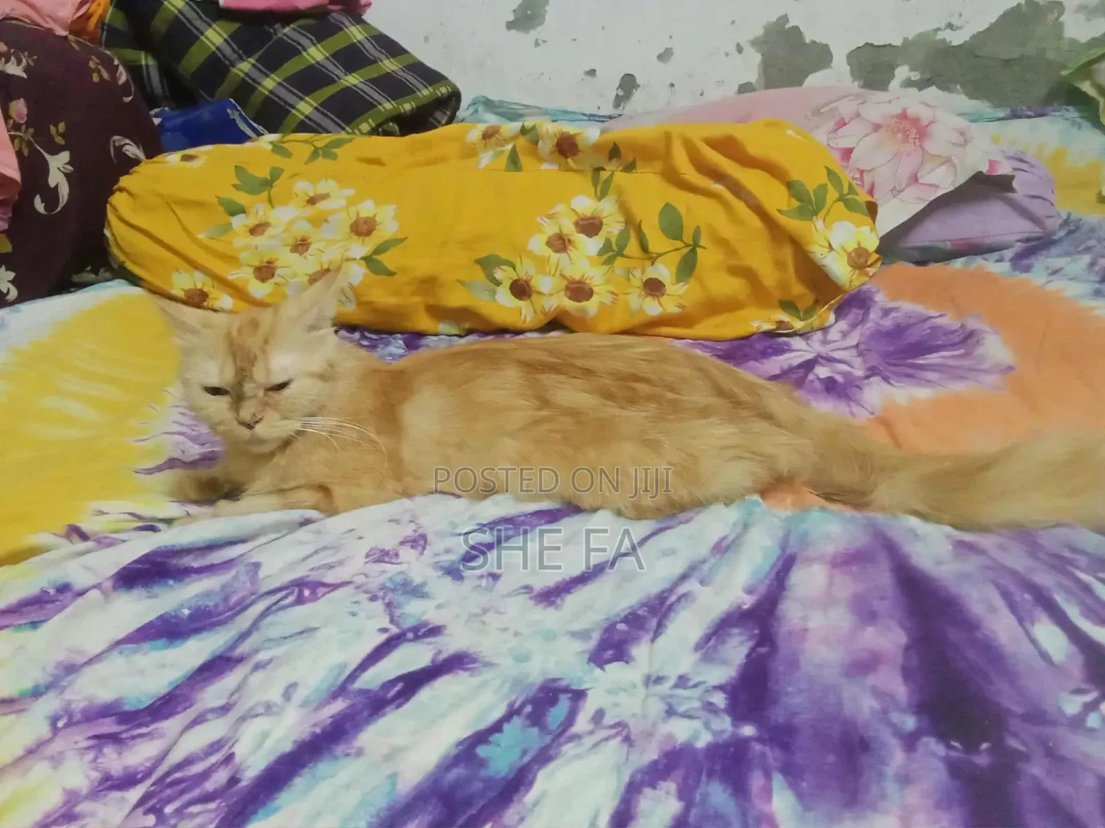 3-6 Months Male Mixed Breed Persian