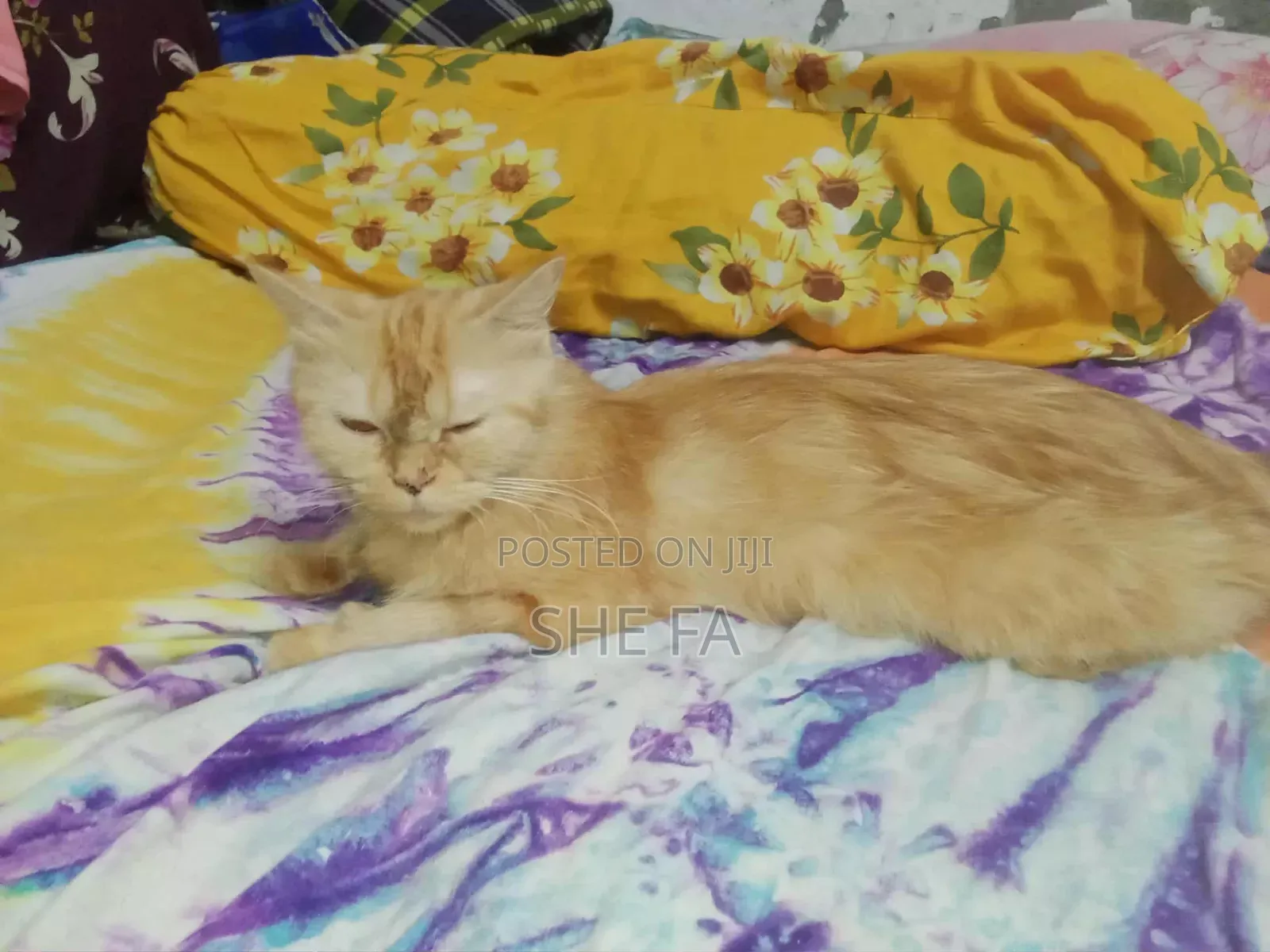 3-6 Months Male Mixed Breed Persian