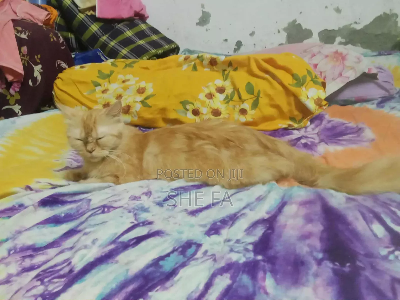 3-6 Months Male Mixed Breed Persian