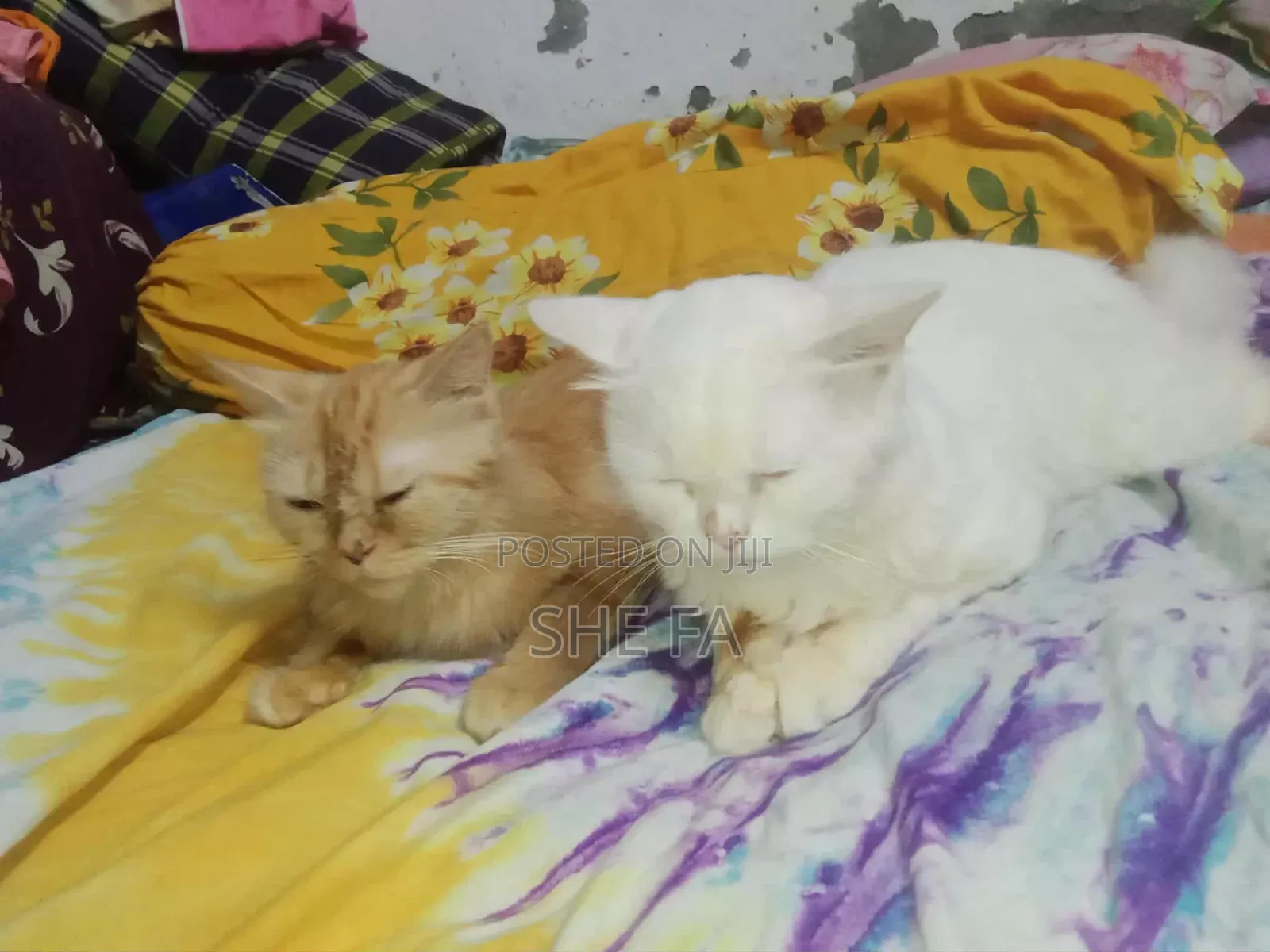 3-6 Months Male Mixed Breed Persian