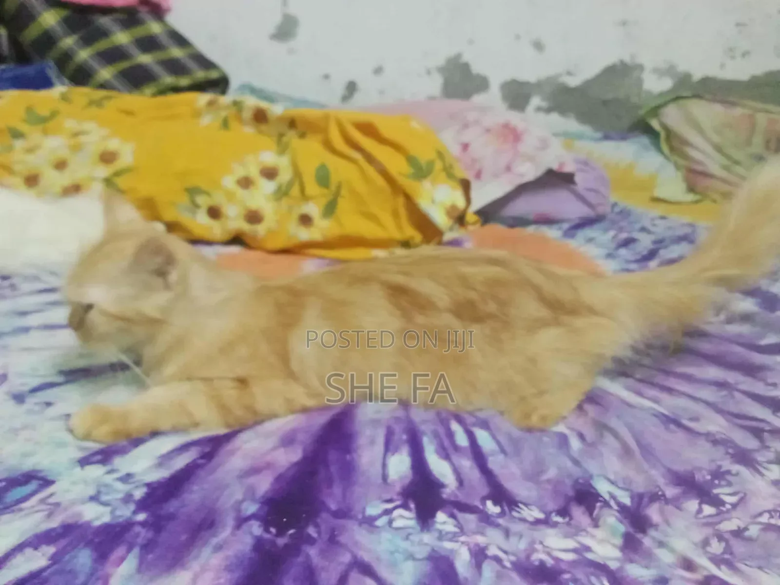 3-6 Months Male Mixed Breed Persian