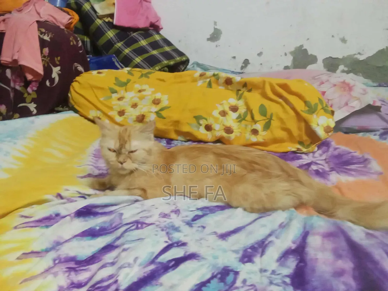 3-6 Months Male Mixed Breed Persian