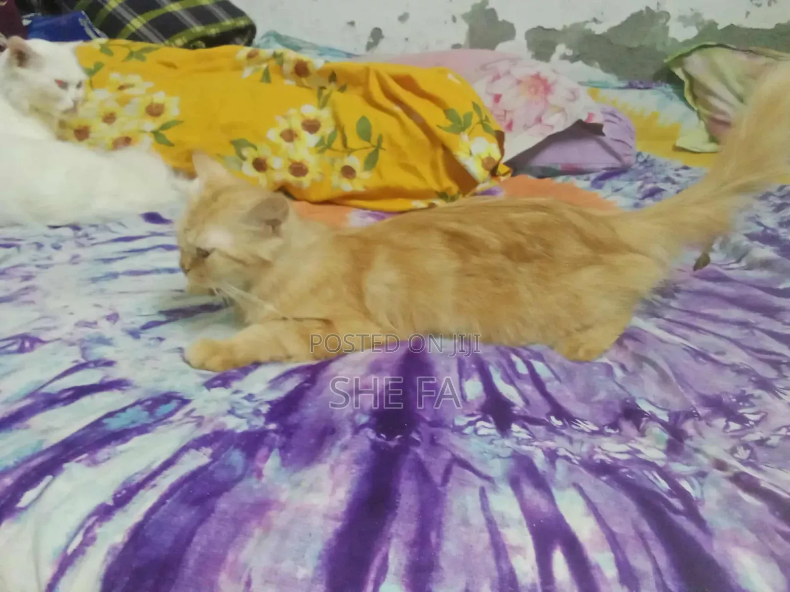 3-6 Months Male Mixed Breed Persian