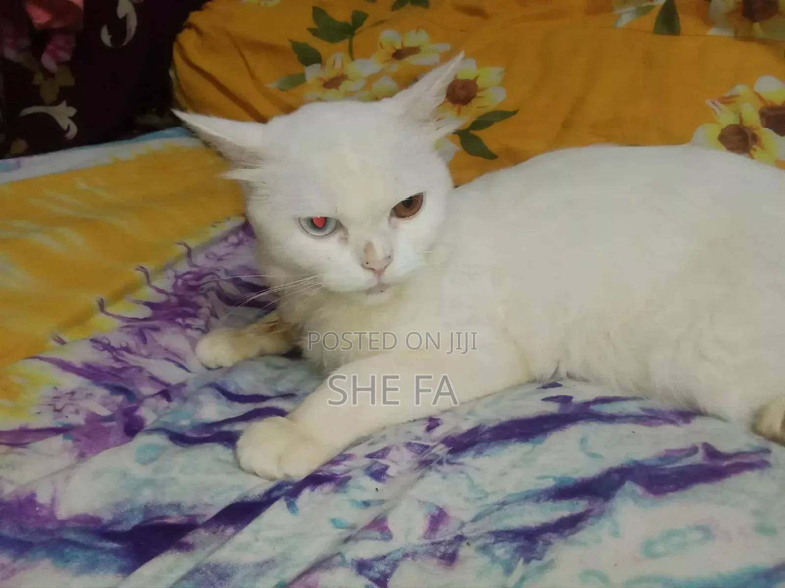 3-6 Months Male Mixed Breed Persian