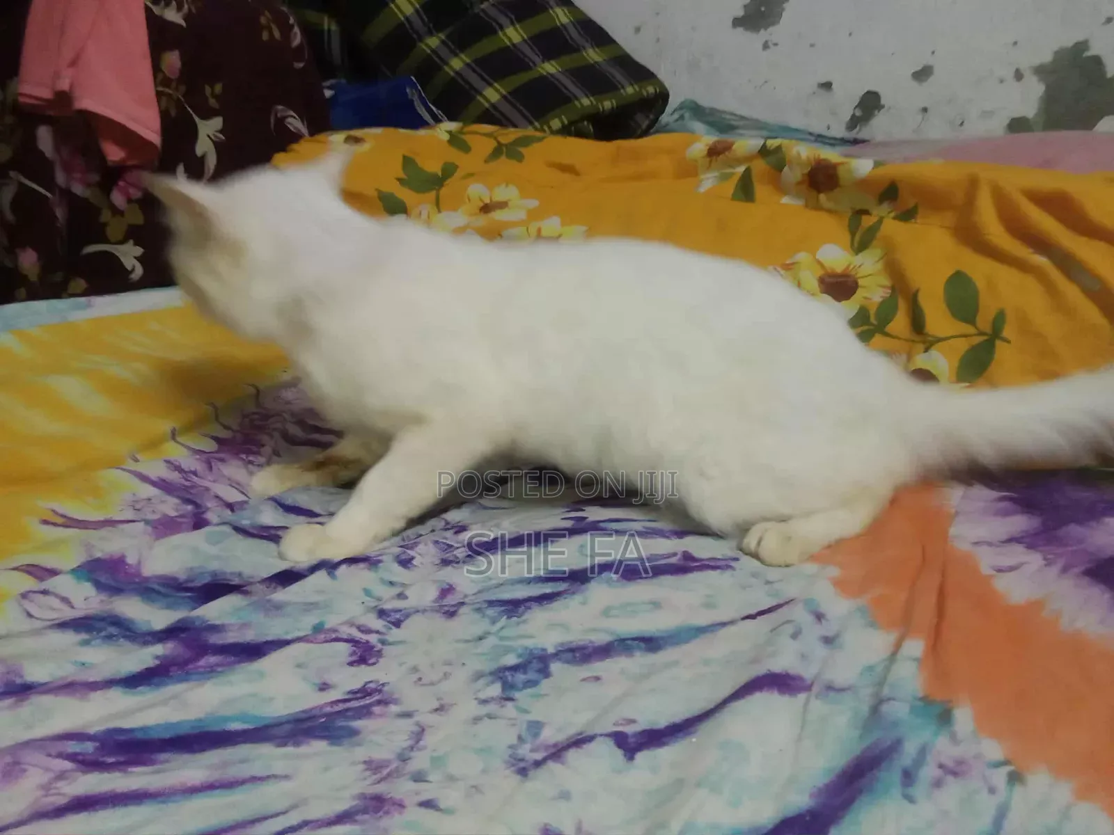 3-6 Months Male Mixed Breed Persian