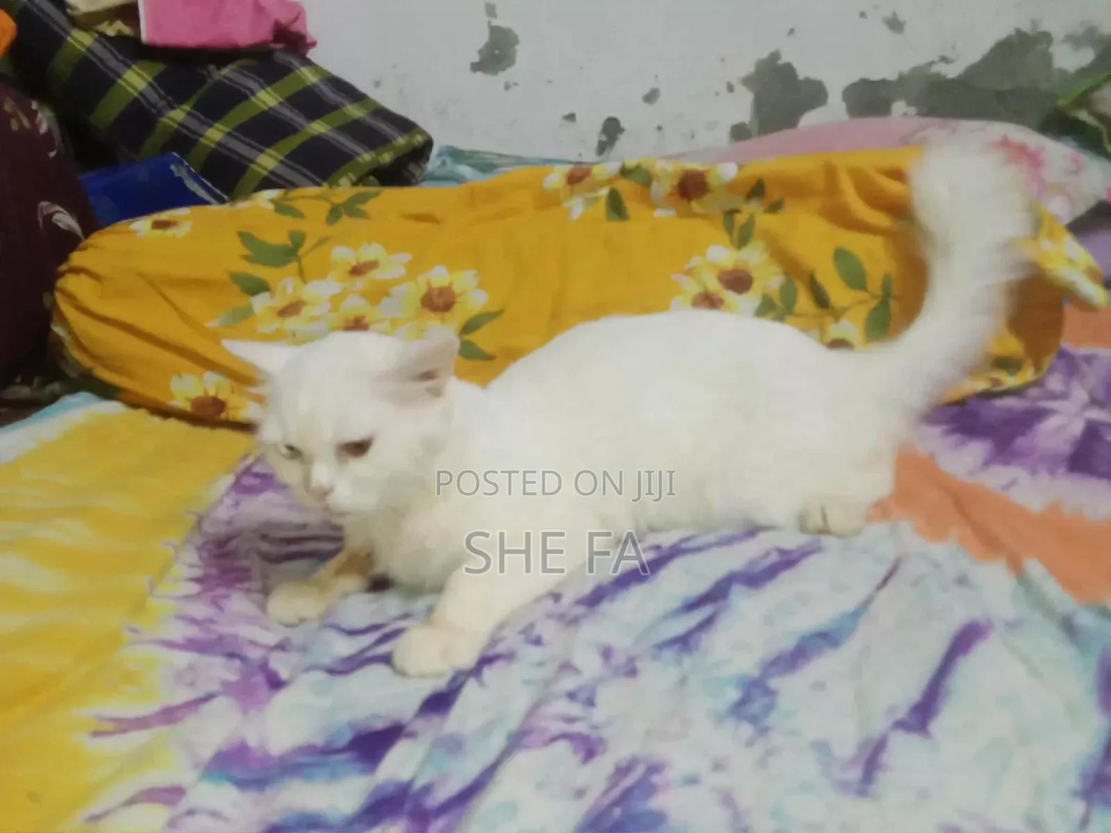 3-6 Months Male Mixed Breed Persian