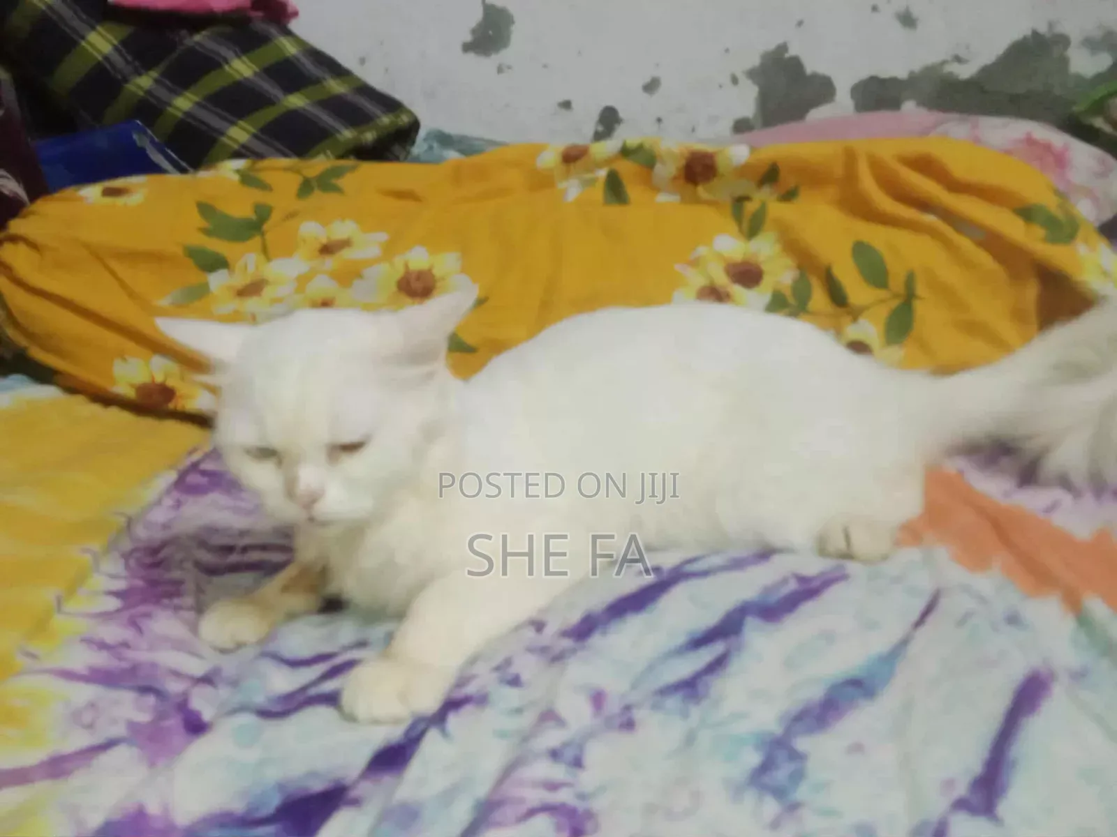 3-6 Months Male Mixed Breed Persian