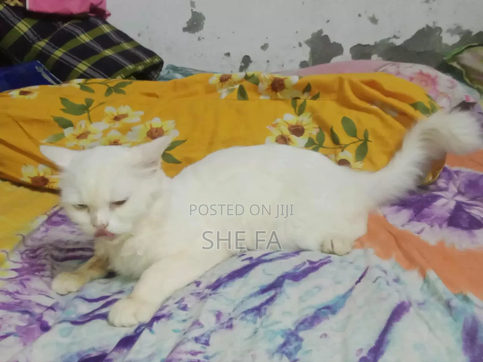 3-6 Months Male Mixed Breed Persian