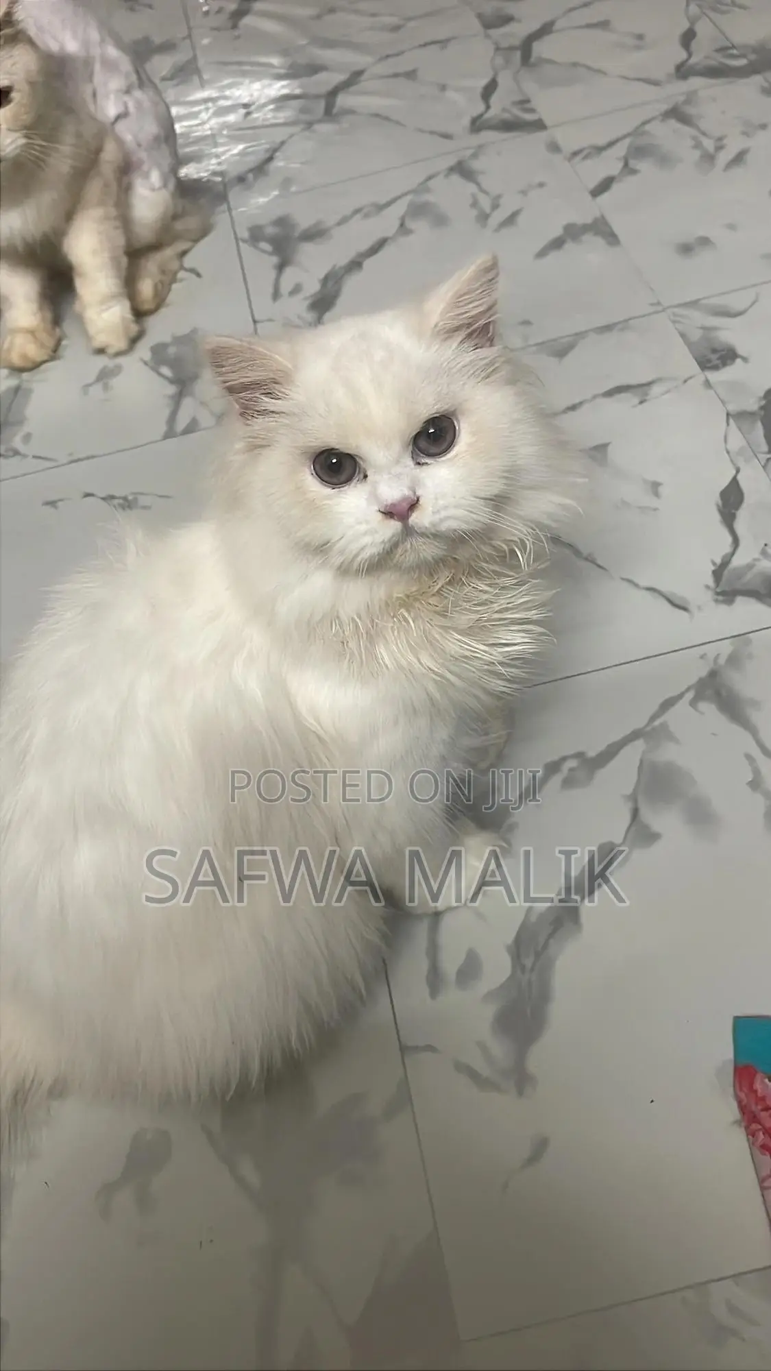 6-12 Months Female Purebred Persian