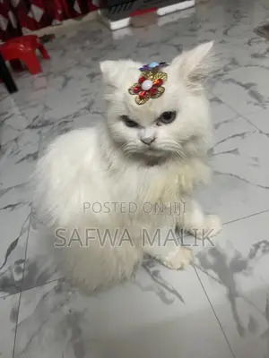 6-12 Months Female Purebred Persian
