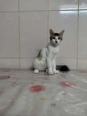 Photo - 3-6 Months Female Mixed Breed Bengal