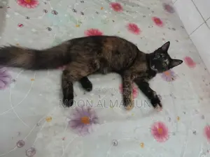 3-6 Months Female Mixed Breed Bengal