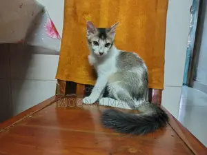 3-6 Months Female Mixed Breed Bengal