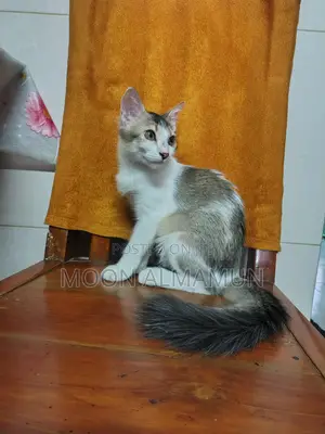 3-6 Months Female Mixed Breed Bengal