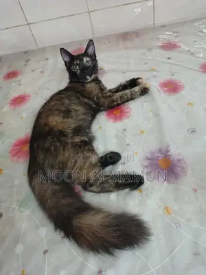 3-6 Months Female Mixed Breed Bengal