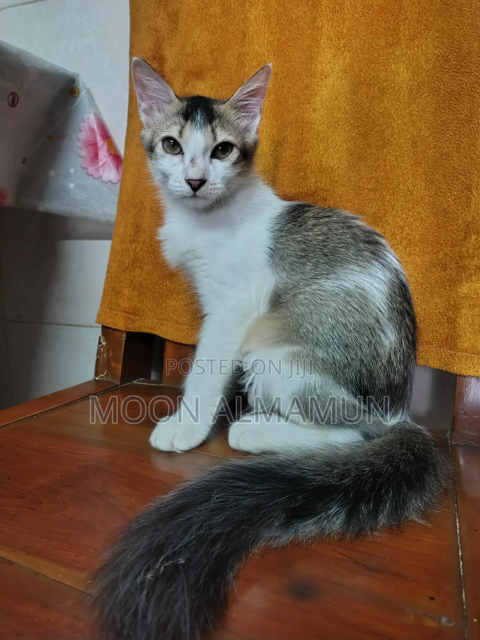 3-6 Months Female Mixed Breed Bengal