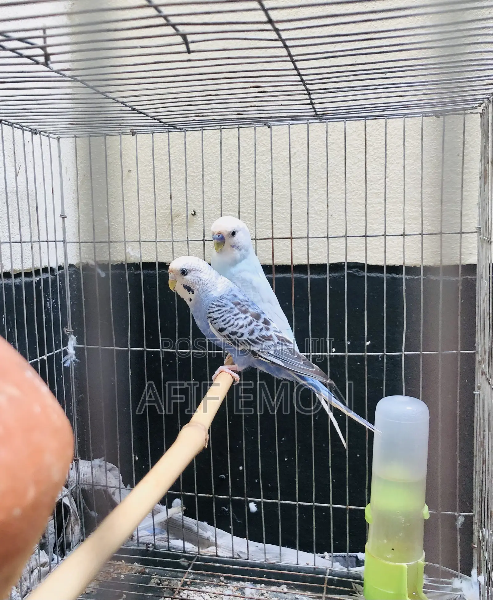 বাজিগর পাখ Whatsapp নক করুন