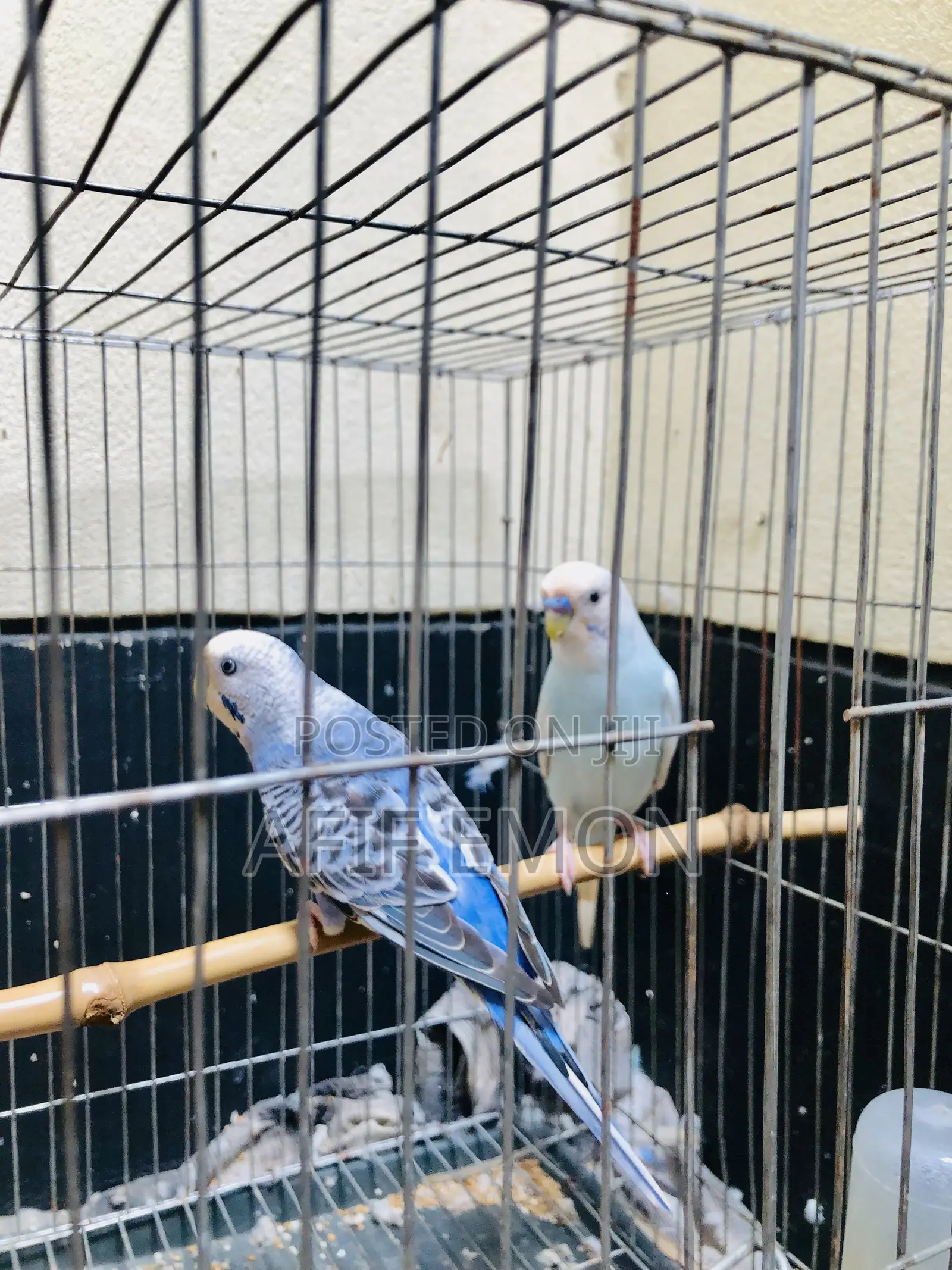 বাজিগর পাখ Whatsapp নক করুন