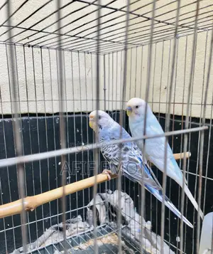 বাজিগর পাখ Whatsapp নক করুন