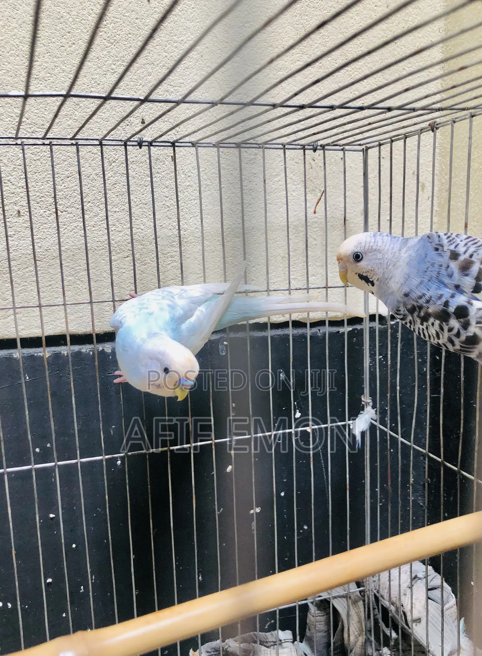 বাজিগর পাখ Whatsapp নক করুন