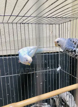 বাজিগর পাখ Whatsapp নক করুন