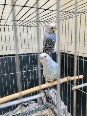 বাজিগর পাখ Whatsapp নক করুন