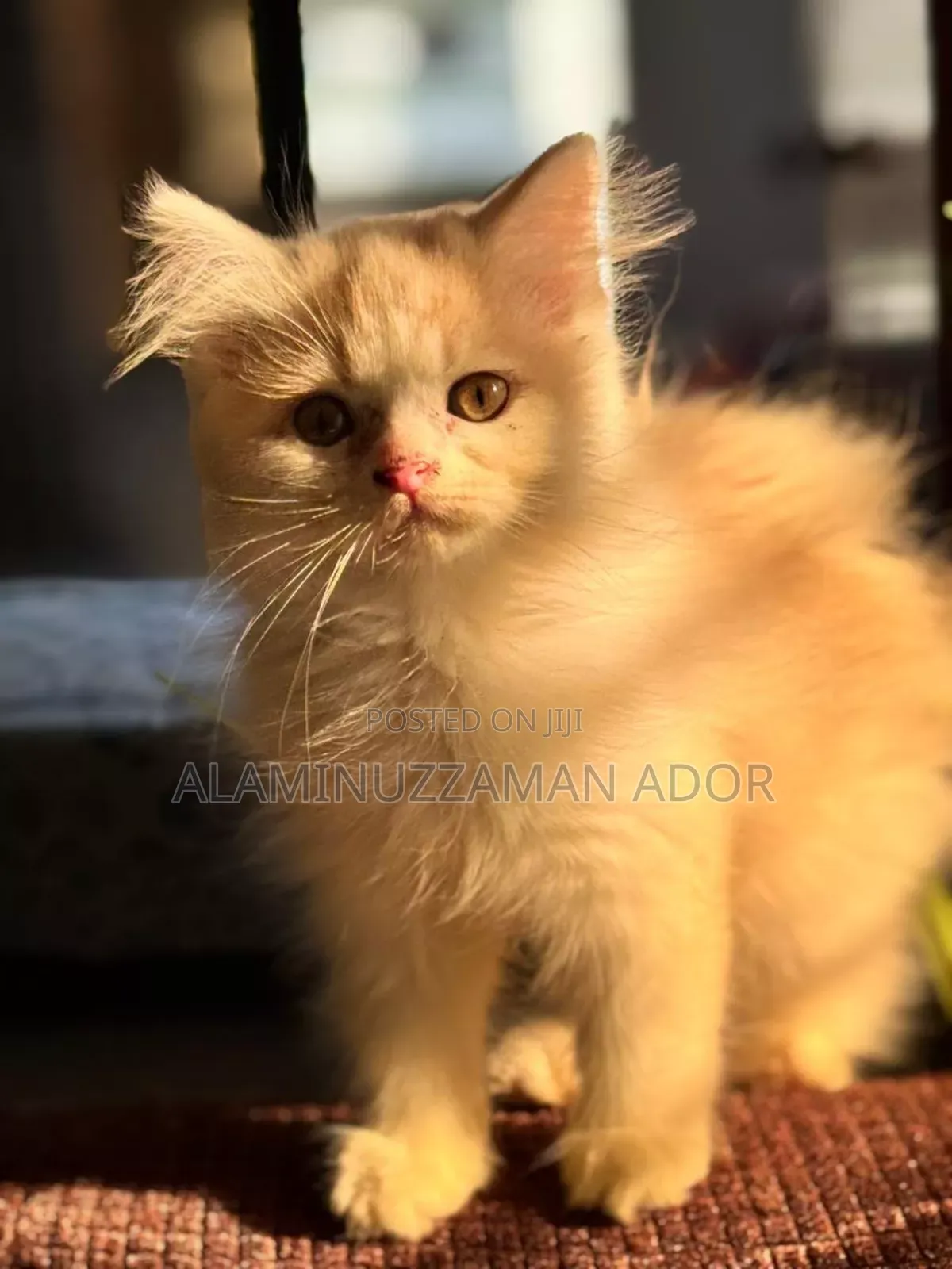 3-6 Months Female Purebred Persian