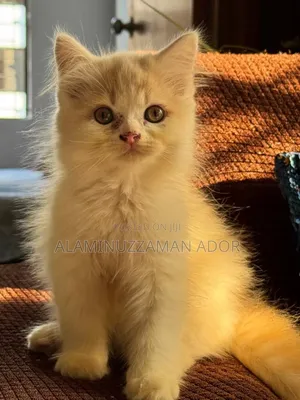 3-6 Months Female Purebred Persian