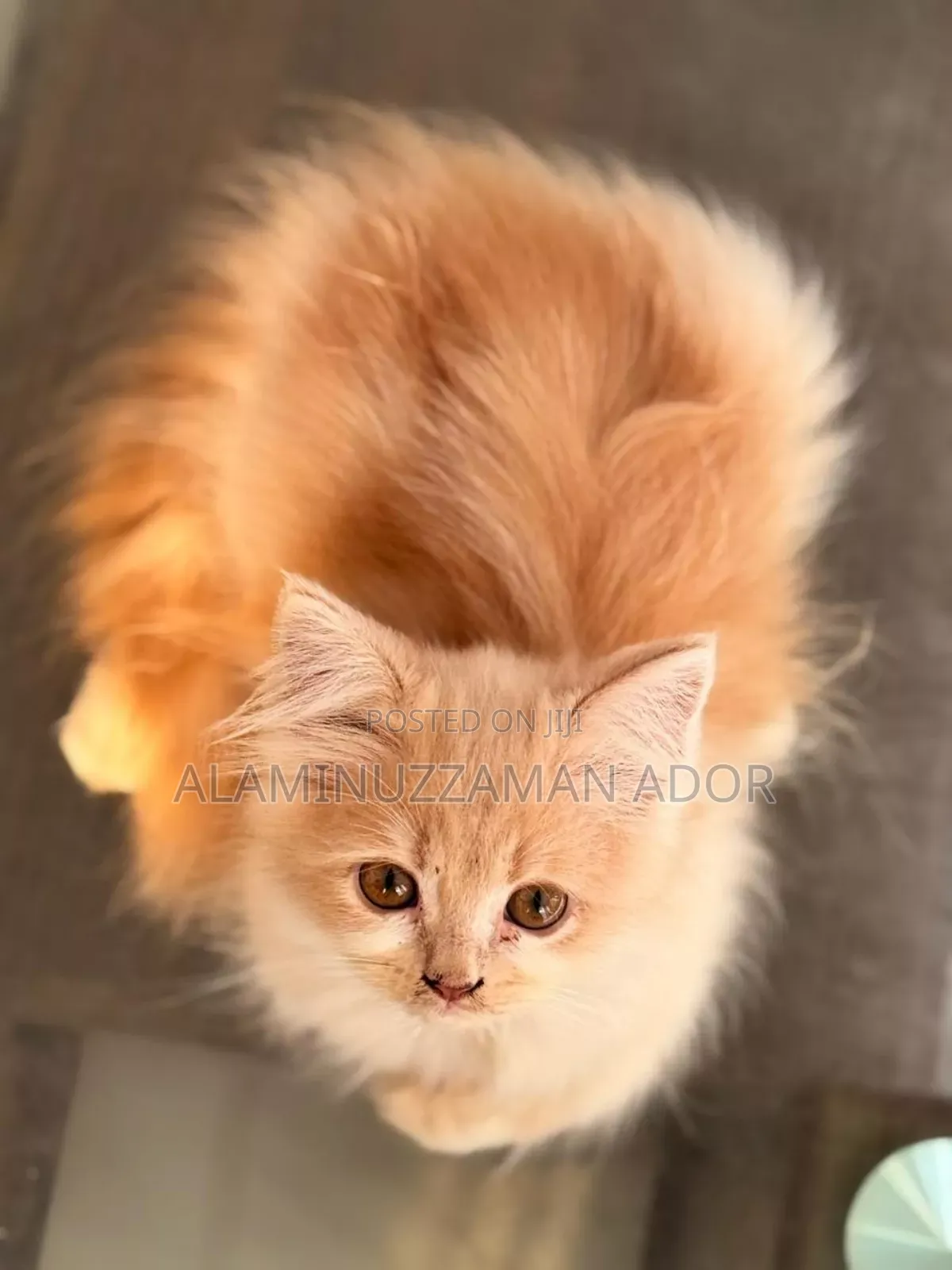 3-6 Months Female Purebred Persian