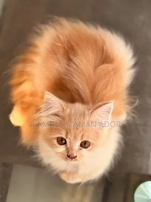 3-6 Months Female Purebred Persian