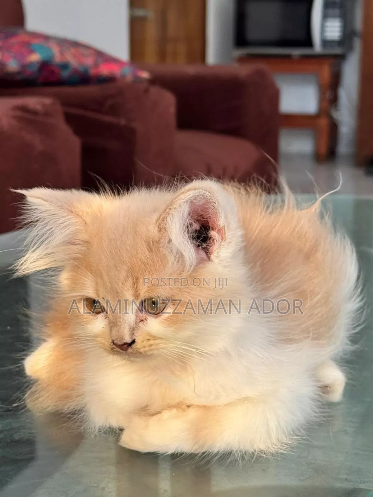 3-6 Months Female Purebred Persian
