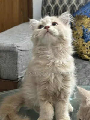 3-6 Months Female Purebred Persian