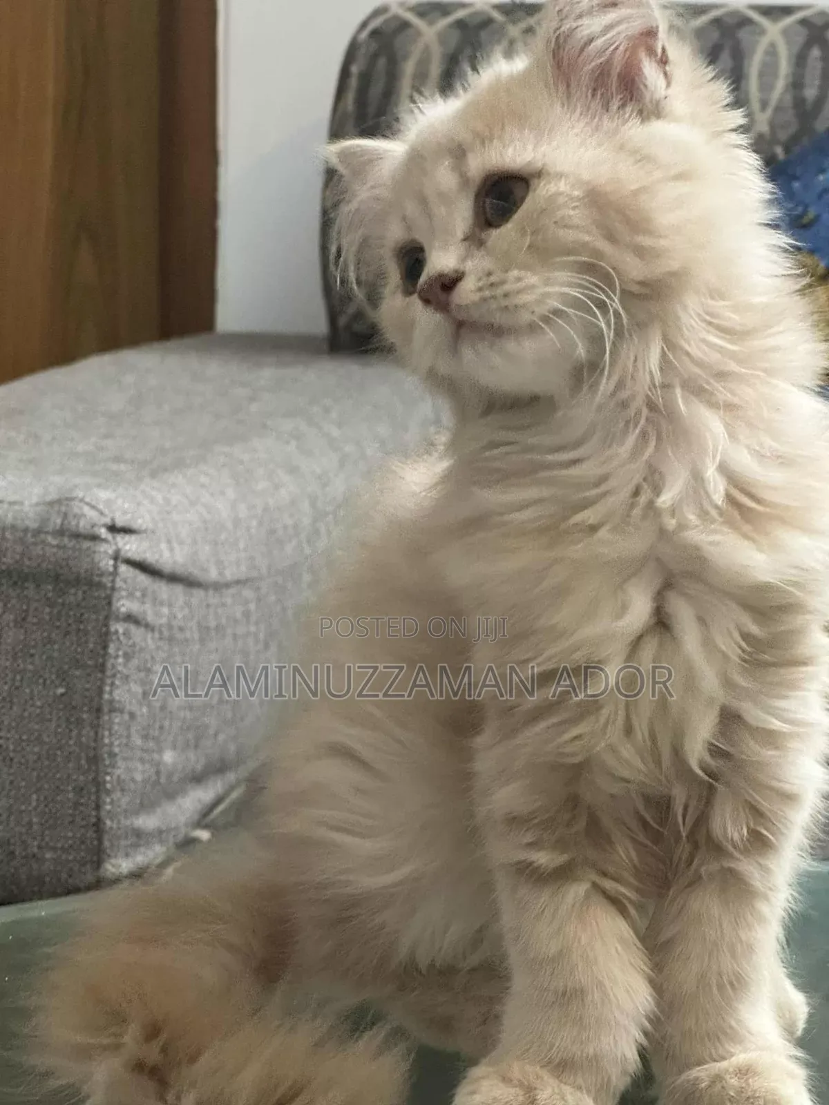 3-6 Months Female Purebred Persian